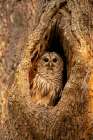 USA-Georgia-Savannah Barred owl in nest of oak tree Art Print